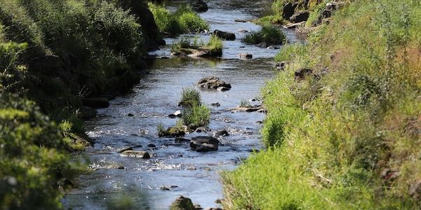 Umweltministerium startet Renaturierungsprogramm für Flussauen