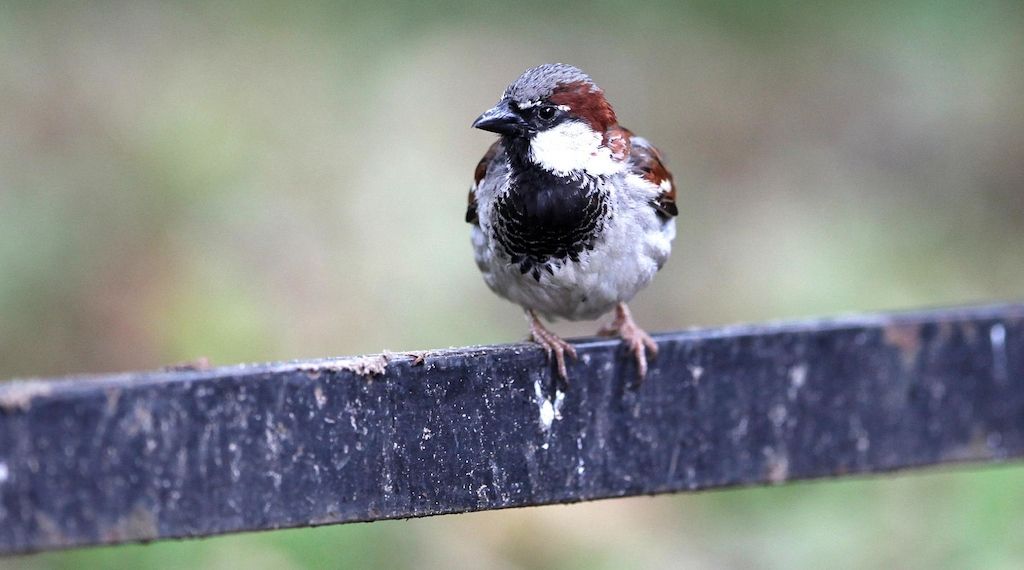 Vogelgrippe breitet sich in Berliner Wildvogelpopulation aus