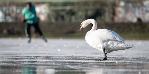 Viele tote Schwäne in Berlin-Brandenburg: Kranke und tote Tiere nicht berühren