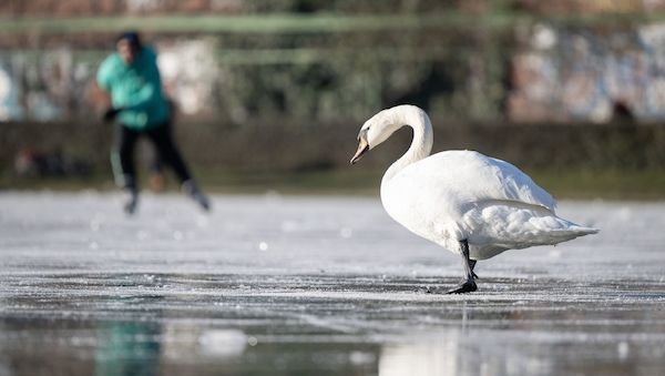 Viele tote Schwäne in Berlin-Brandenburg: Kranke und tote Tiere nicht berühren