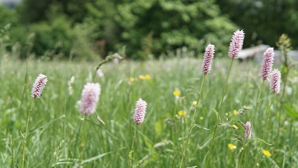 Pollen im Anflug: Was Allergiker jetzt wissen sollten