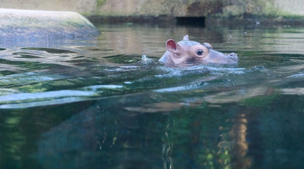 Der Berliner Zoo sucht Namen für Hippo-Baby