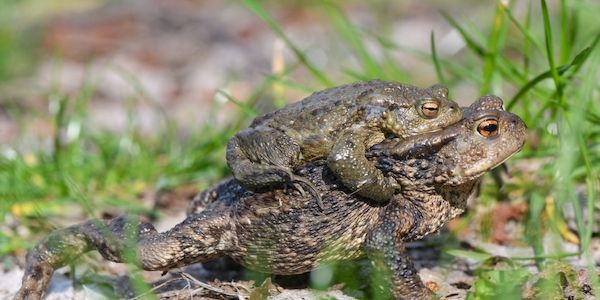 Autofahrer aufgepasst: Kröten in Berlin auf Liebestour
