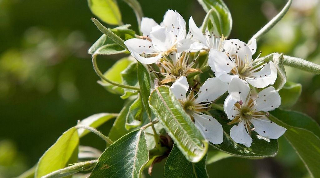 Myrto Naturkosmetik – Was ist Frischekosmetik 