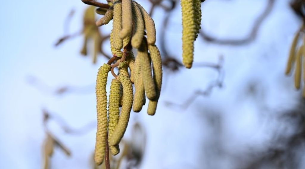 Kaum Pausen für Allergiker - Intensiver Start in Pollensaison