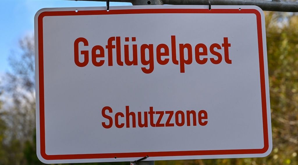Märkisch-Oderland: 20.000 Peking-Enten werden wegen der Vogelgrippe getötet