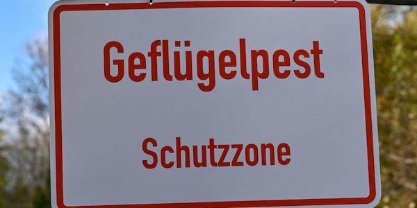 Märkisch-Oderland: 20.000 Peking-Enten werden wegen der Vogelgrippe getötet