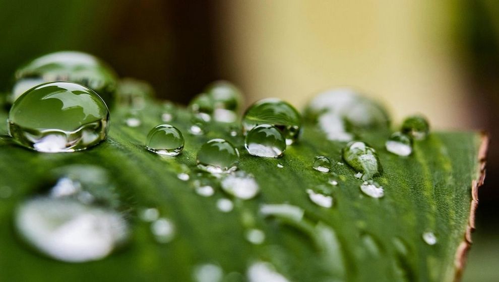 Clean Skincare: Reizarme Pflege für gesunde Haut