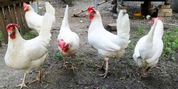 Verdacht auf Geflügelpest im Landkreis Märkisch-Oderland