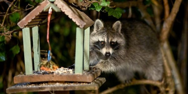 Waschbären beschädigen Infrastruktur in Berlin