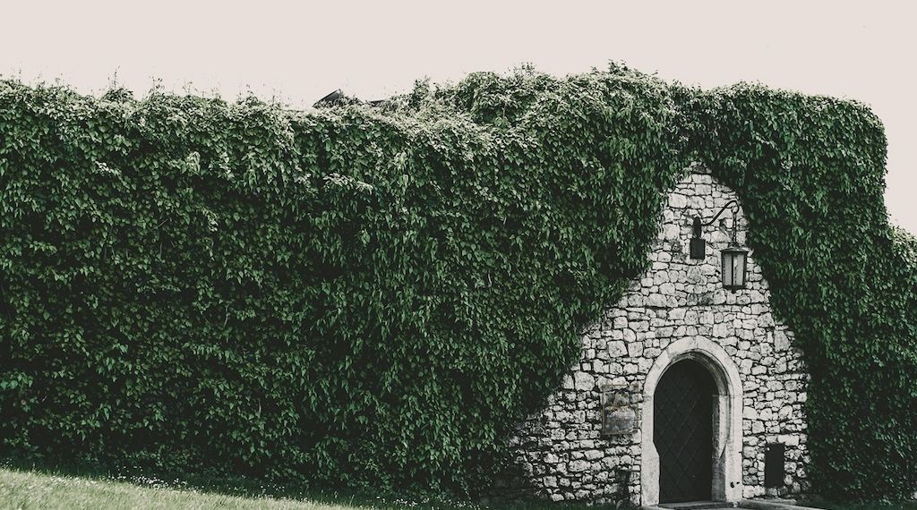 Heckenschnitt im Frühling: Was erlaubt ist – und was nicht