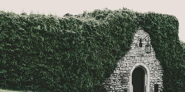 Heckenschnitt im Frühling: Was erlaubt ist – und was nicht