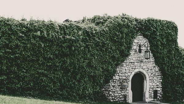 Heckenschnitt im Frühling: Was erlaubt ist – und was nicht