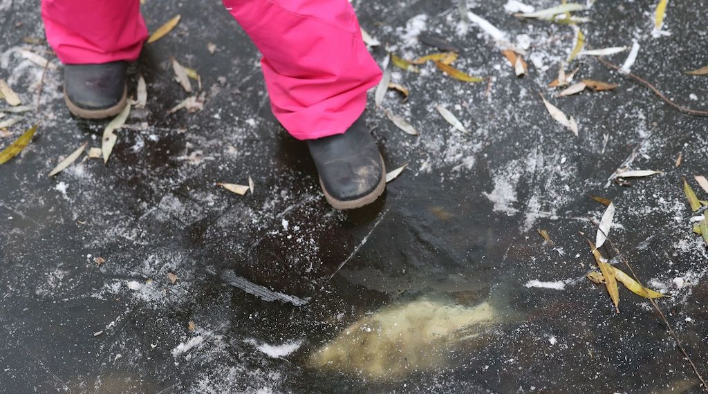 Amt bittet Berliner um Mithilfe: Tote Fische auf Gewässern