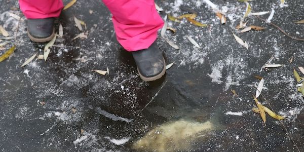 Amt bittet Berliner um Mithilfe: Tote Fische auf Gewässern