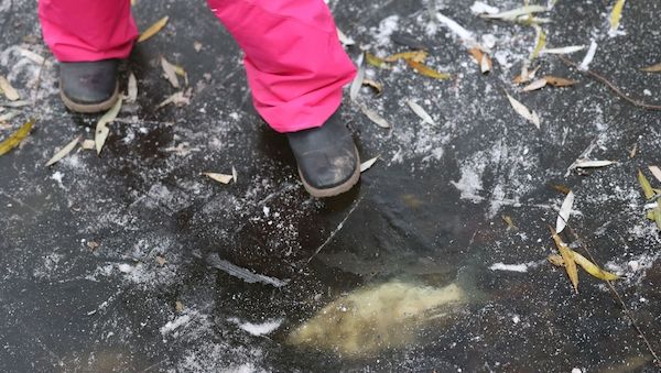 Amt bittet Berliner um Mithilfe: Tote Fische auf Gewässern