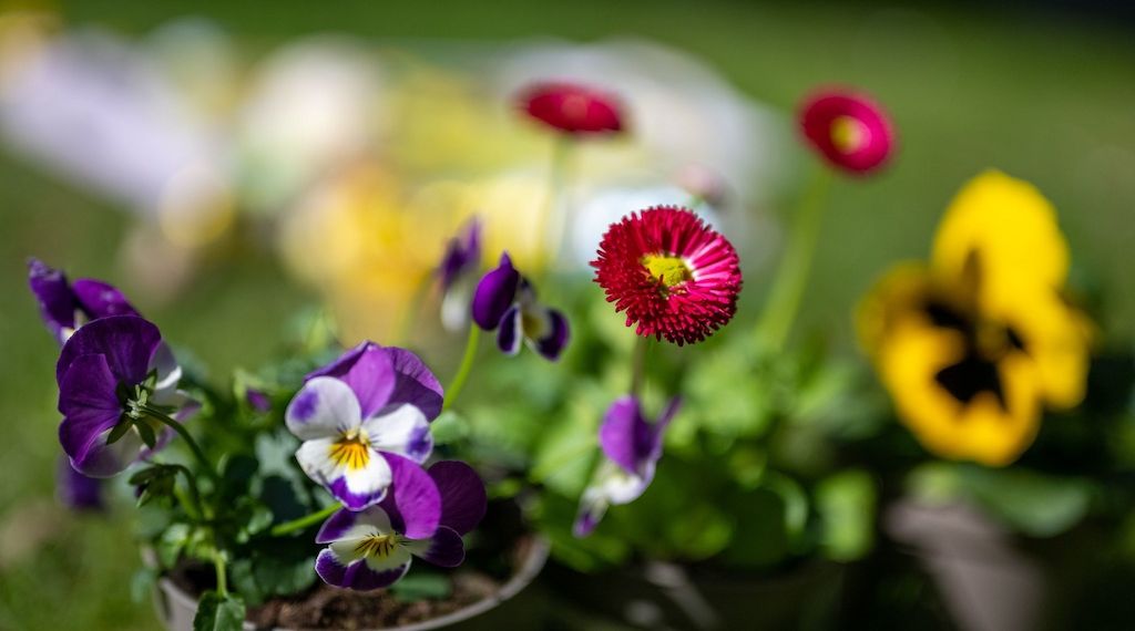 Berlin-Brandenburg: Der Frühling kommt aber auch die Heuschnupfen-Zeit