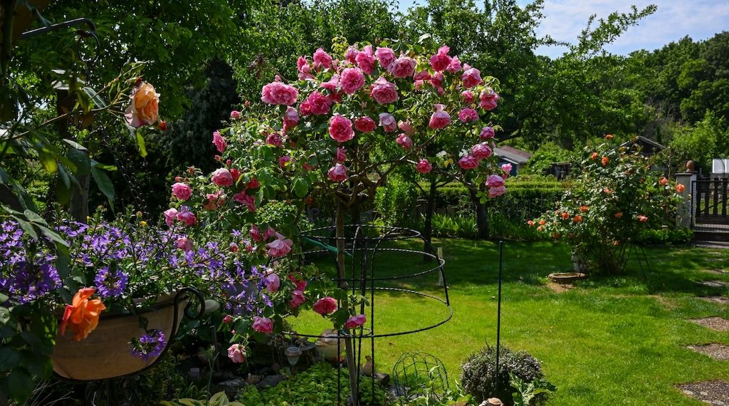 Neues Gesetz für Berliner-Kleingärten wird heute beschlossen