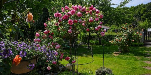 Neues Gesetz für Berliner-Kleingärten wird heute beschlossen