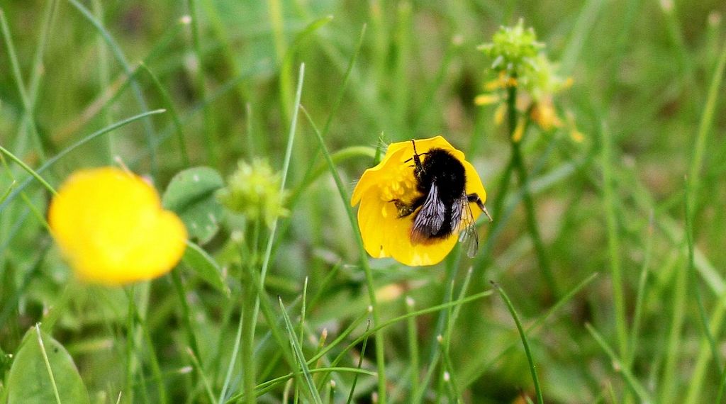 Forscher: Hummeln sind effiziente Entscheider