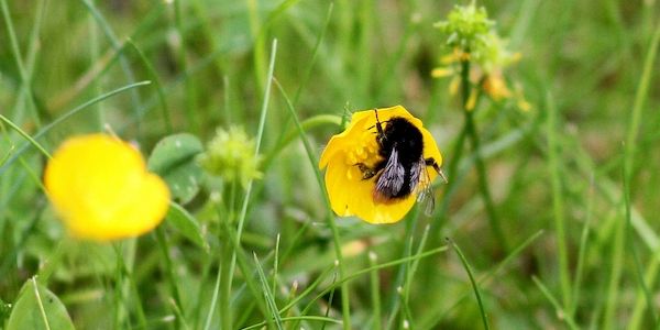 Forscher: Hummeln sind effiziente Entscheider