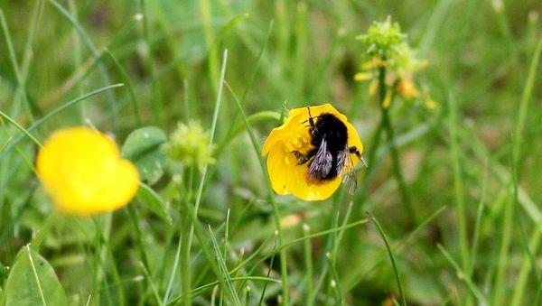 Forscher: Hummeln sind effiziente Entscheider