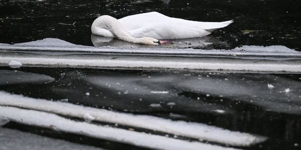 Tote Schwäne im Berliner-Landwehrkanal starben an Vogelgrippe