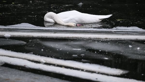 Tote Schwäne im Berliner-Landwehrkanal starben an Vogelgrippe