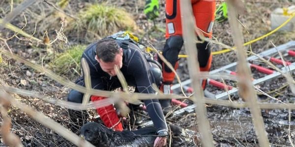 Feuerwehr rettet Labrador-Hündin aus Moor in Stuttgart-Botnang