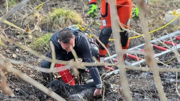 Feuerwehr rettet Labrador-Hündin aus Moor in Stuttgart-Botnang