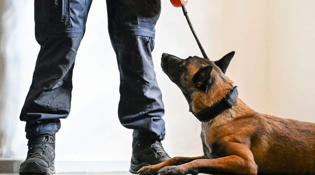 Verbotene Handys in Berliner&nbsp;Gefängnissen: Justiz setzt jetzt Hunde ein