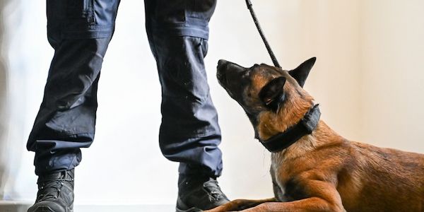 Verbotene Handys in Berliner&nbsp;Gefängnissen: Justiz setzt jetzt Hunde ein