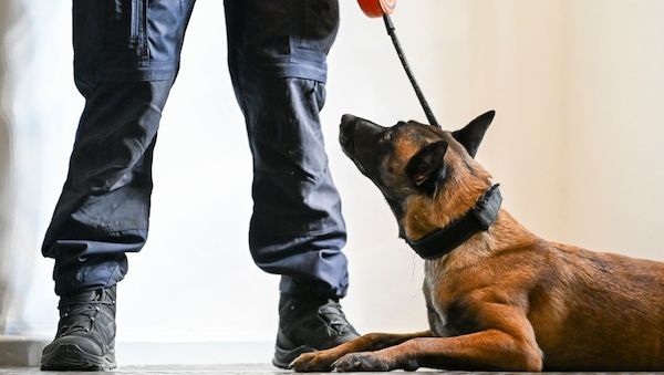 Verbotene Handys in Berliner&nbsp;Gefängnissen: Justiz setzt jetzt Hunde ein