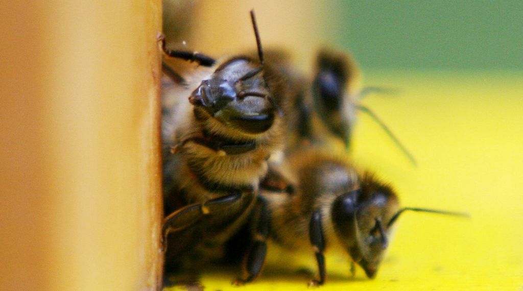 Bundestagsbienen haben harten Winter gut überstanden