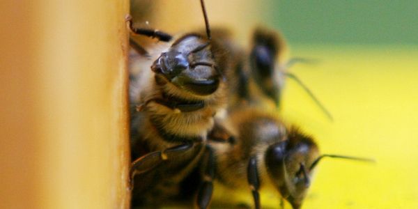 Bundestagsbienen haben harten Winter gut überstanden