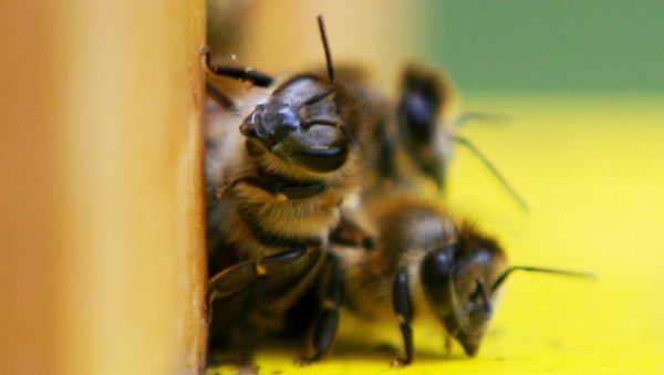 Bundestagsbienen haben harten Winter gut überstanden