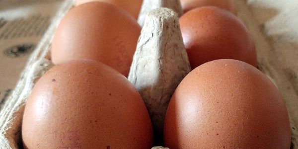 Bio-Eier-Produktion in NRW erneut gestiegen