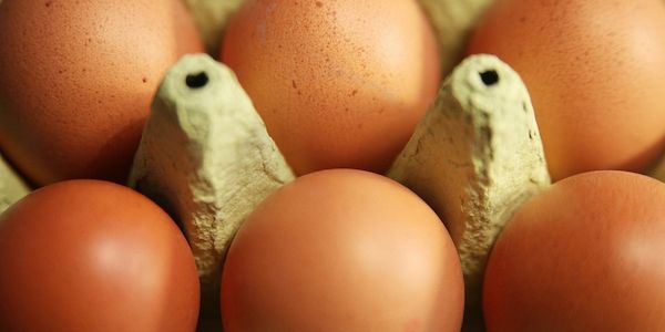 Eierproduktion 2025 leicht gestiegen