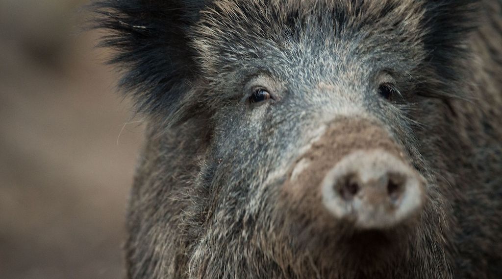 Wildschwein in Berliner Einkaufszentrum unterwegs