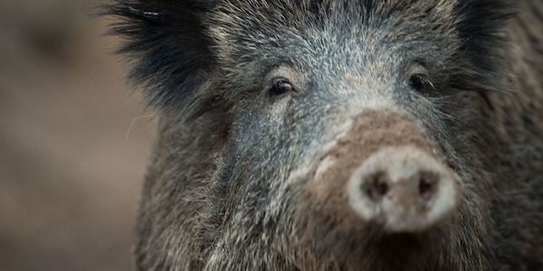 Wildschwein in Berliner Einkaufszentrum unterwegs