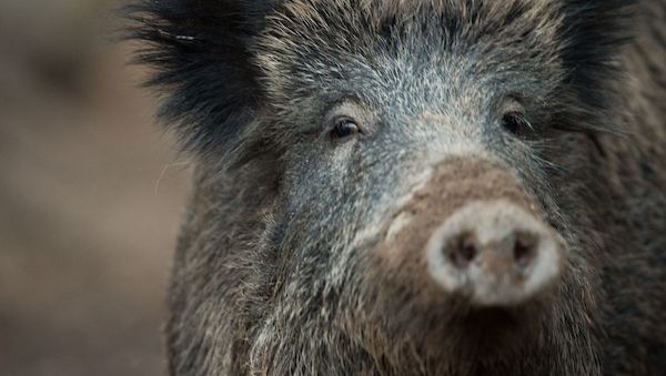 Wildschwein in Berliner Einkaufszentrum unterwegs