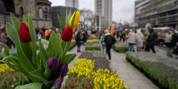 Berliner aufgepasst: 50.000 Tulpen auf dem Breitscheidplatz zum Selbstpflücken
