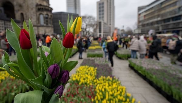 Berliner aufgepasst: 50.000 Tulpen auf dem Breitscheidplatz zum Selbstpflücken
