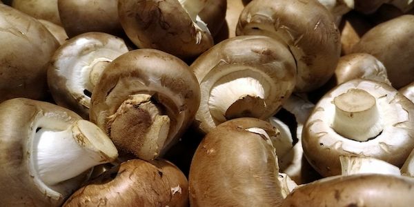 Studie: Deutsche wissen wenig über heimische Pilze