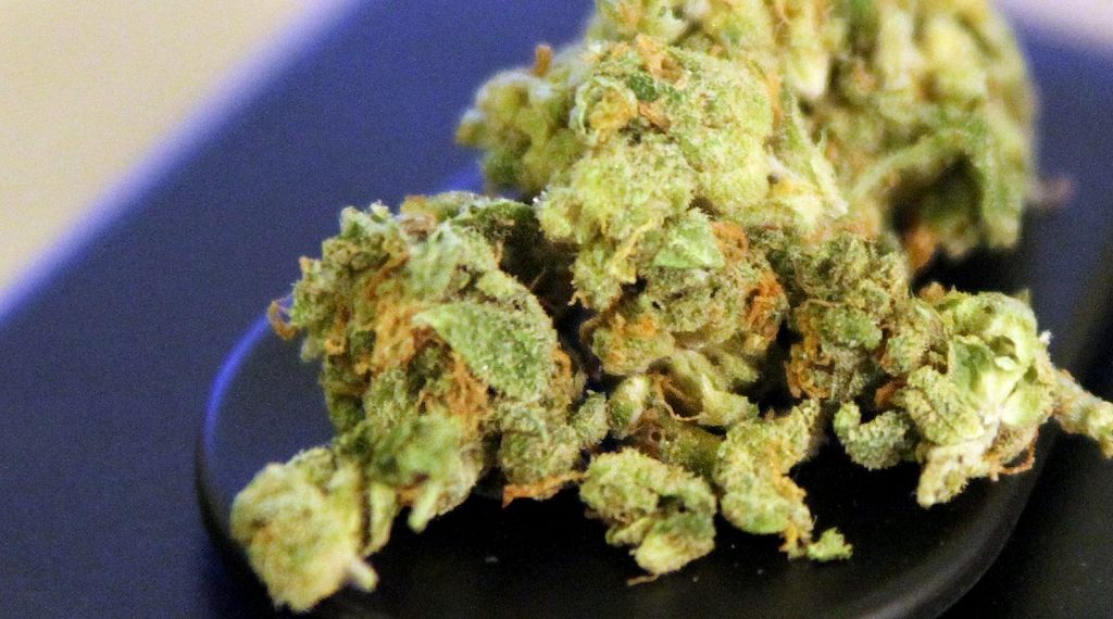 Rekordmenge an Cannabis beschlagnahmt