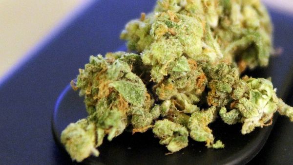 Rekordmenge an Cannabis beschlagnahmt