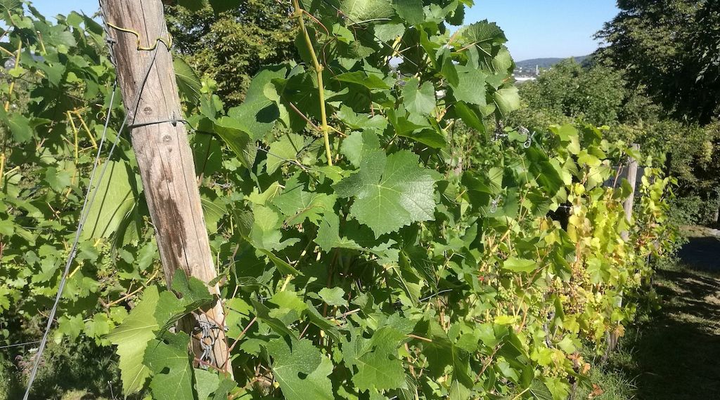 Weinerzeugung 2025 gesunken