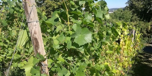 Weinerzeugung 2025 gesunken