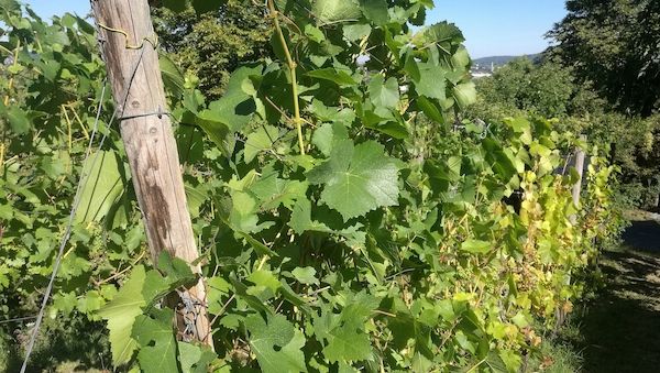 Weinerzeugung 2025 gesunken