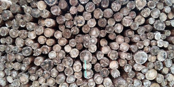 Deutschland legt Vorschläge zur EU-Entwaldungsverordnung vor